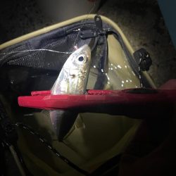 早朝からサビキ釣り