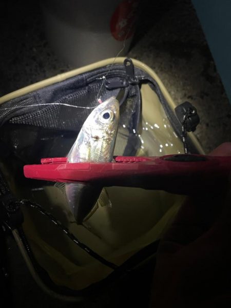 早朝からサビキ釣り