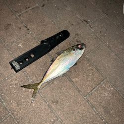 アジング修行へ