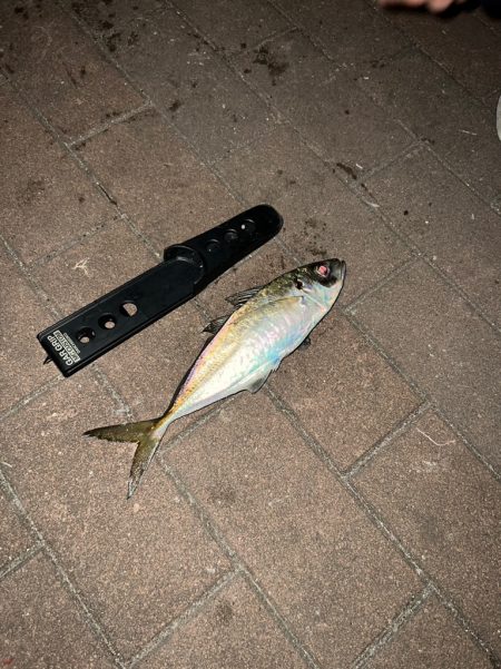 アジング修行へ