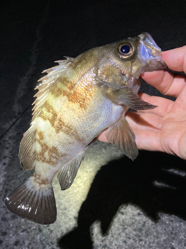 明石メバル釣行