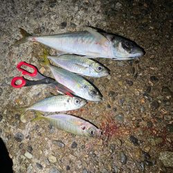 今季初アジング 記録更新初40cm