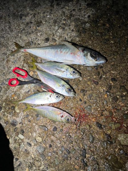 今季初アジング 記録更新初40cm