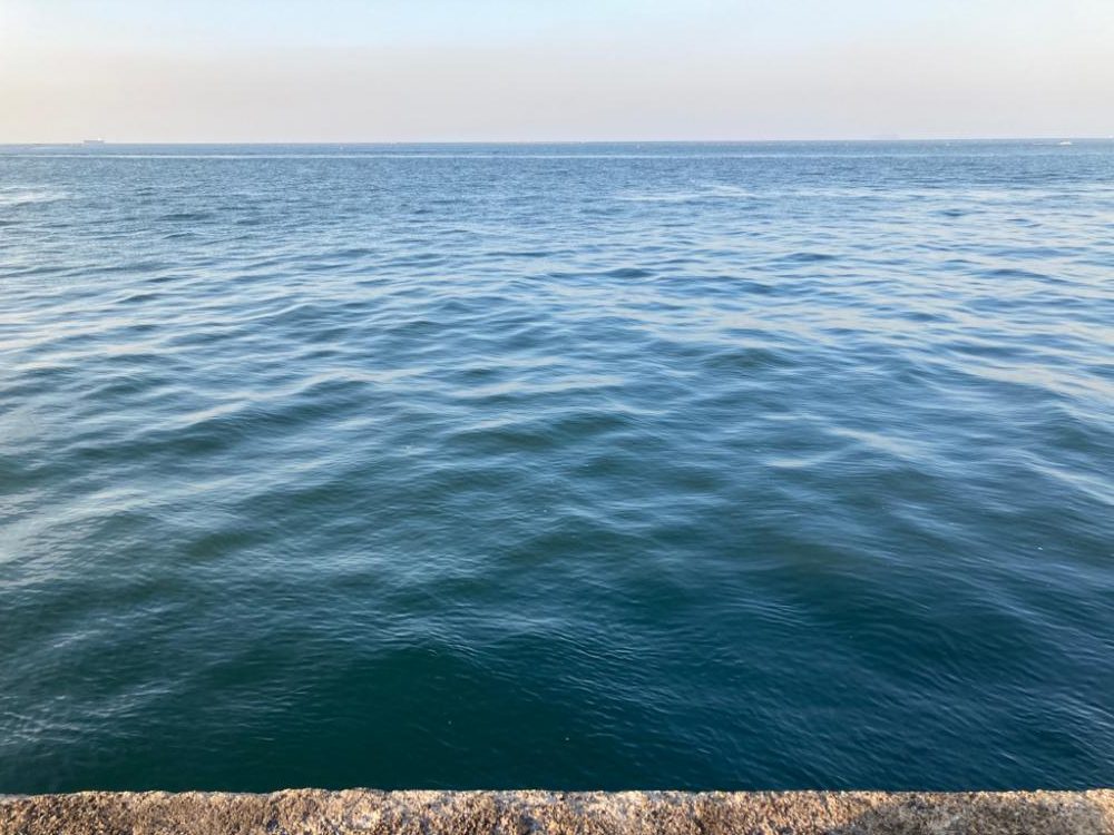 のませでメジロ