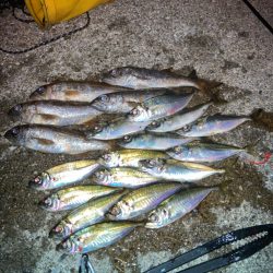 エギングの合間にアジング