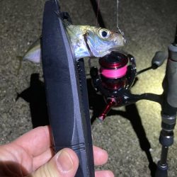 豆アジからのメバル