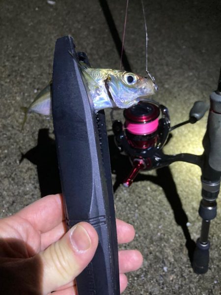 豆アジからのメバル