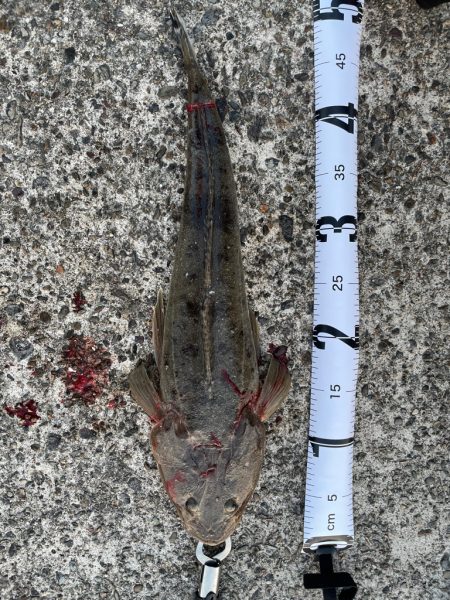 マゴチと愉快な仲間たち