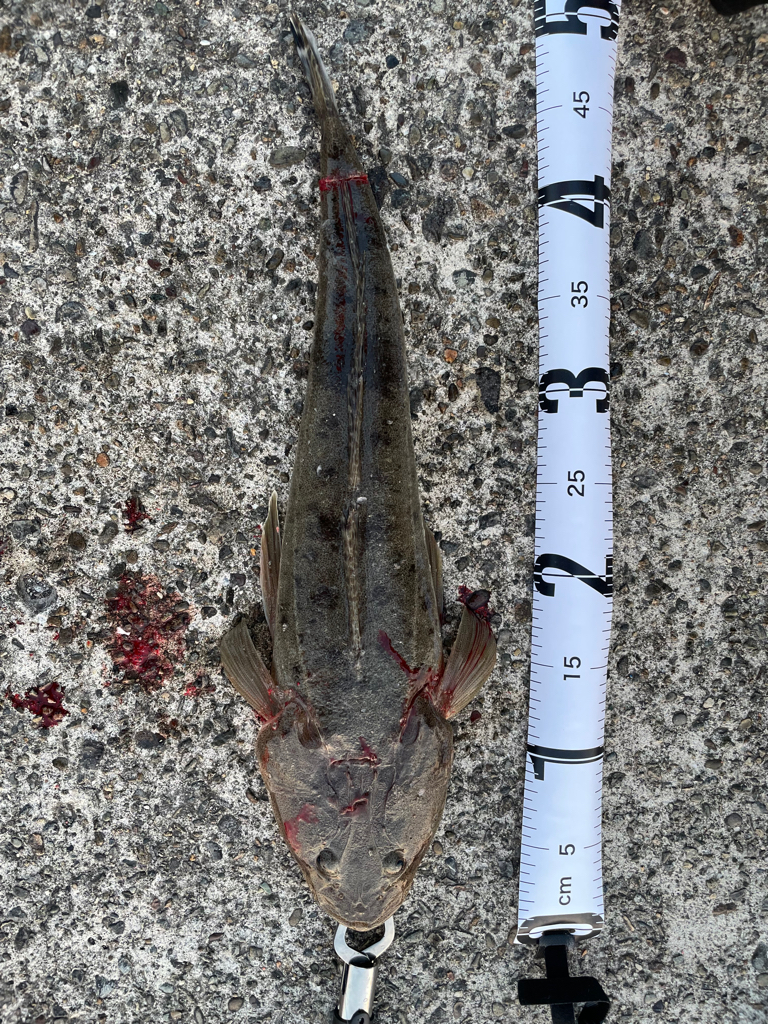 マゴチと愉快な仲間たち