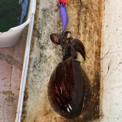 早朝ティップラン