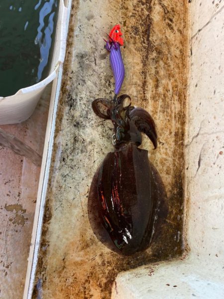 早朝ティップラン