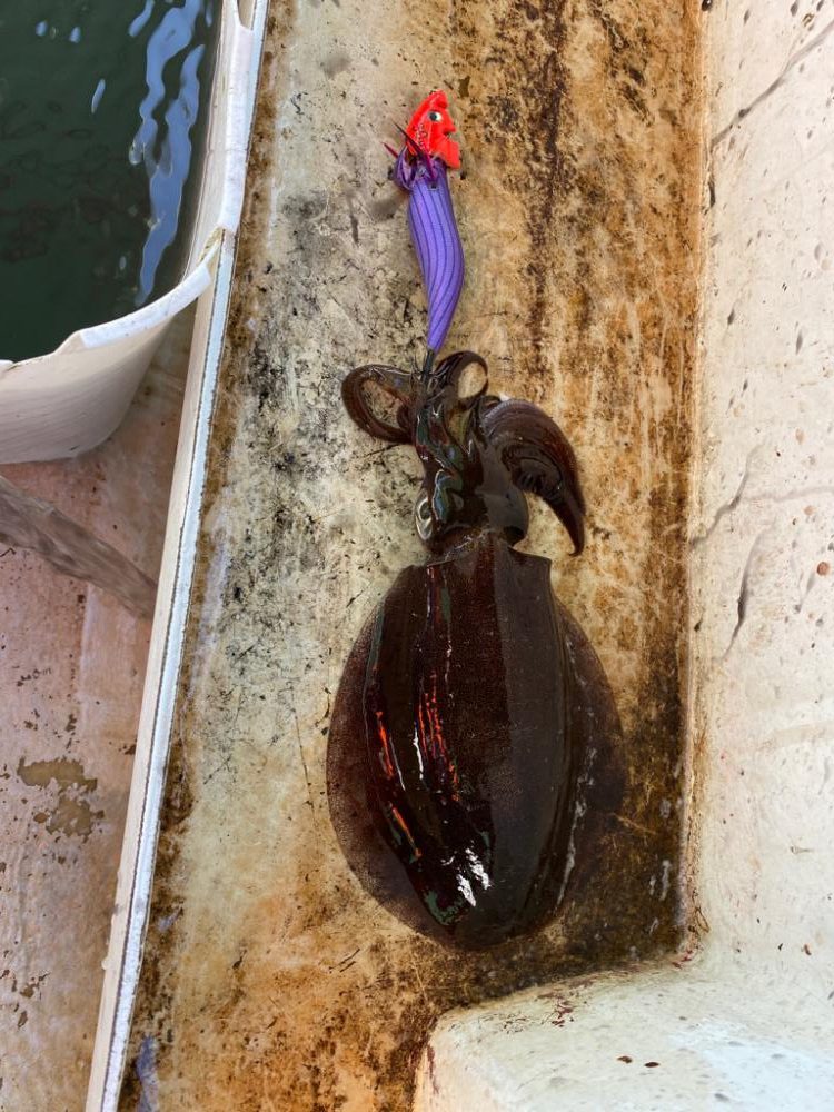 早朝ティップラン