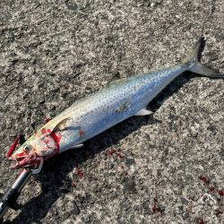 諦めムードの中