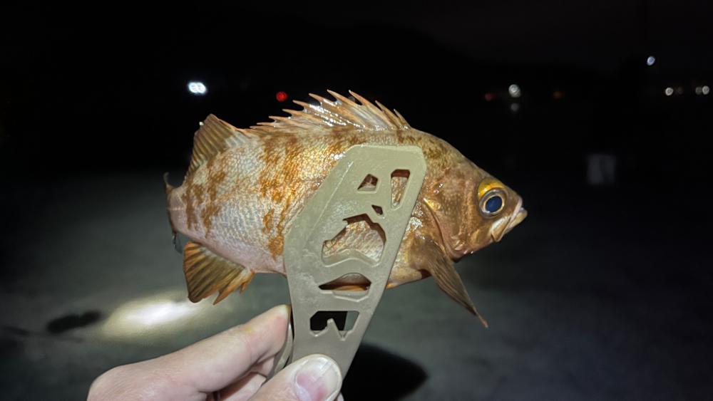 淡路島でアジ・メバル