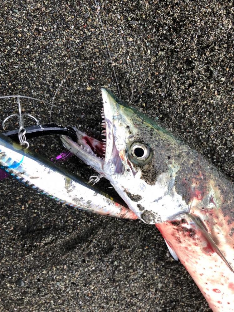 今朝はサゴシの回遊があったみたい