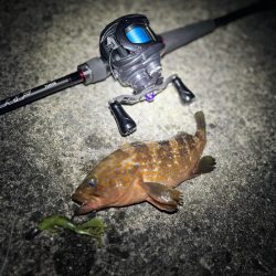 まだまだアコウ狙い