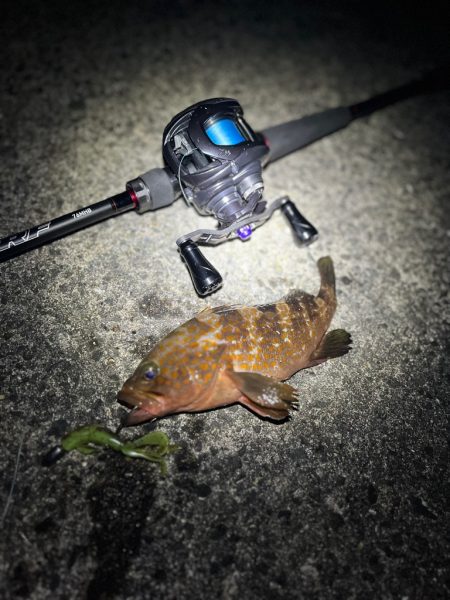 まだまだアコウ狙い