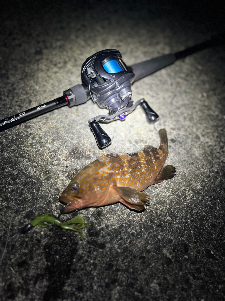 まだまだアコウ狙い