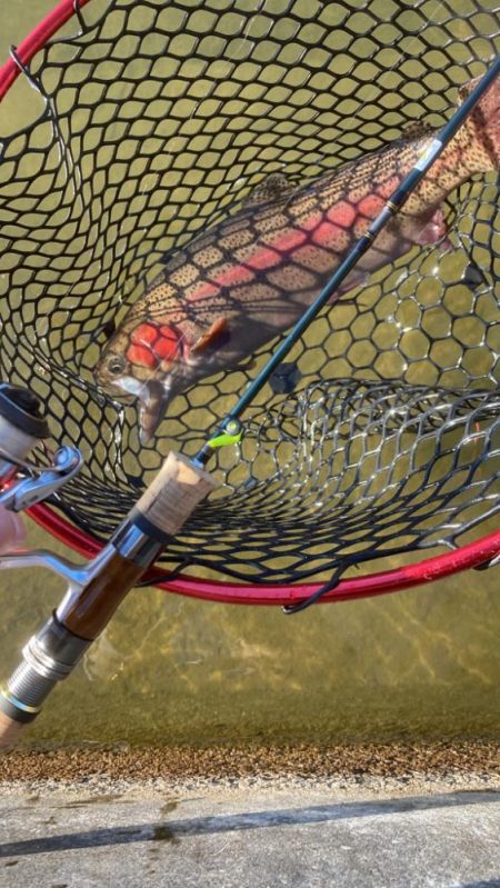 トラウト開幕？！