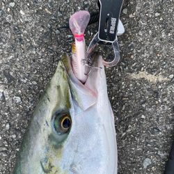 武庫川でブリかメジロ