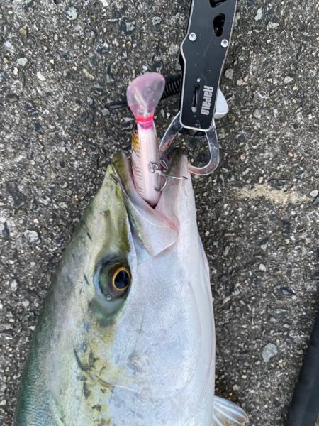 武庫川でブリかメジロ