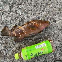 飲ませでアコウ、ルアーでメジロ