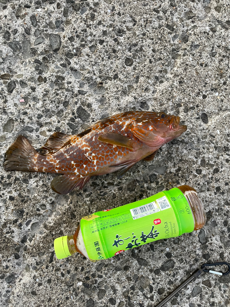 飲ませでアコウ、ルアーでメジロ