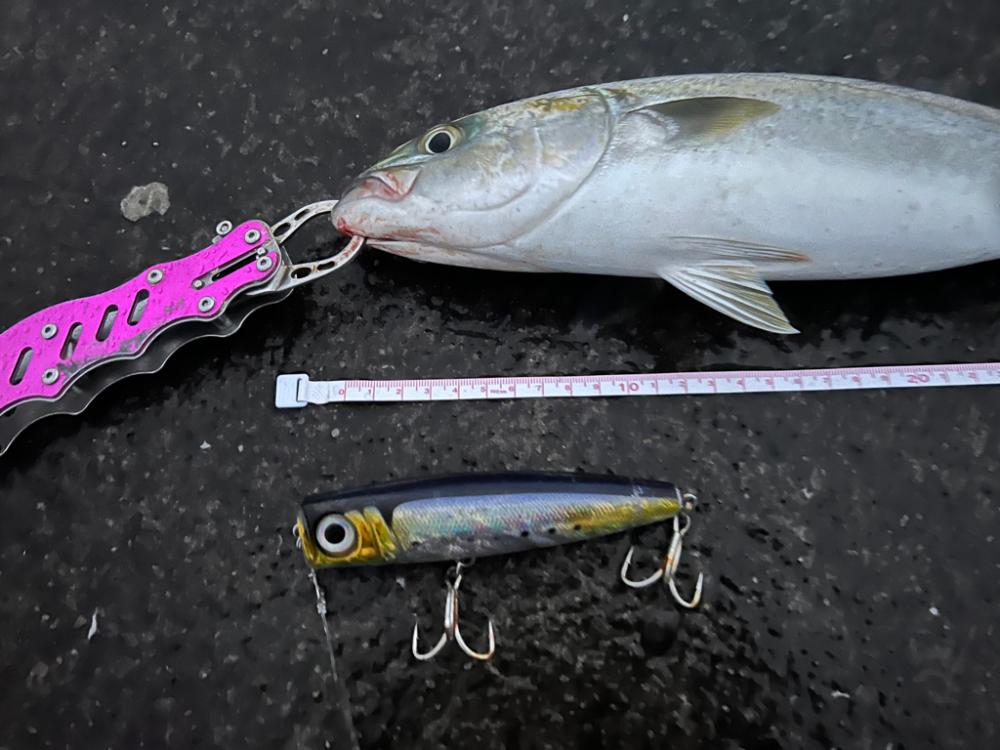 爆釣！入れ食い状態