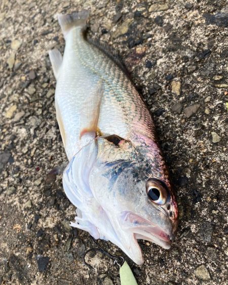 エソパラダイス