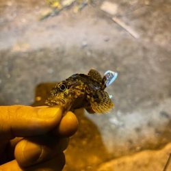 繊細なアジング