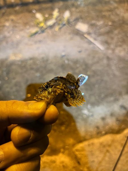 繊細なアジング