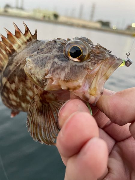 夕まずめポイント捜索