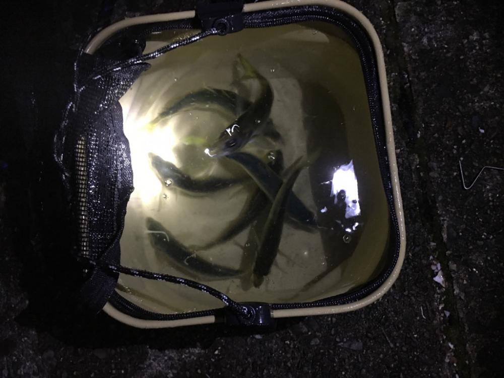 アジ釣り！