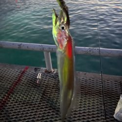 とっとパークですタチウオ狙い