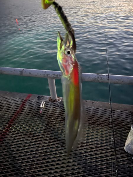 とっとパークですタチウオ狙い