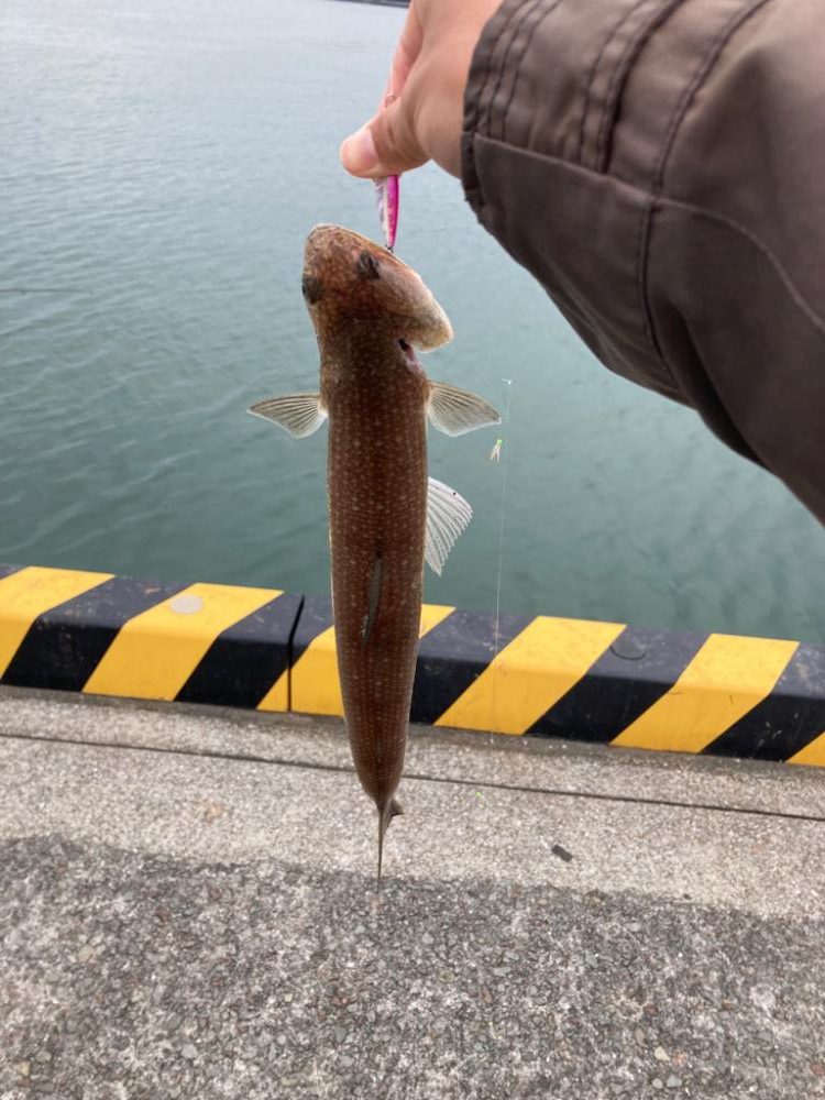 念願の鱒レンデビュー