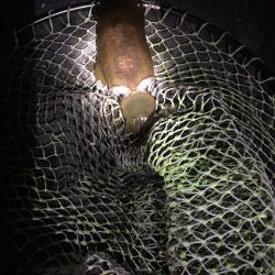 小さいアオリイカ