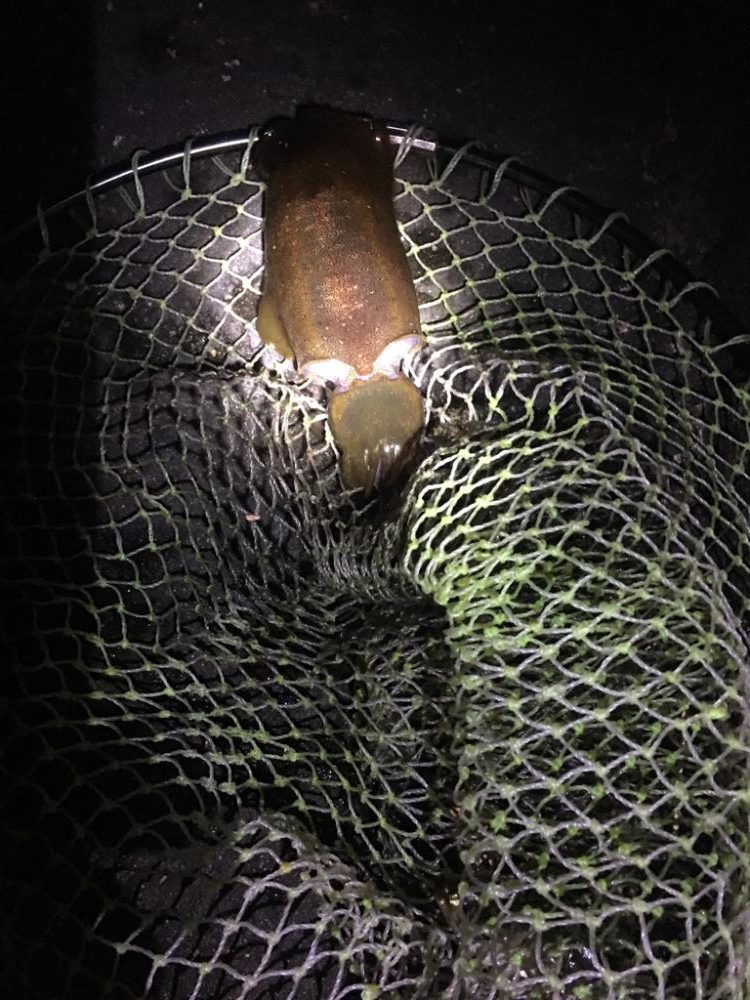 小さいアオリイカ