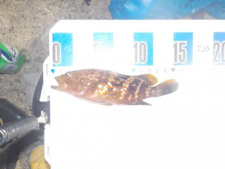 今シーズンラストかかり釣り