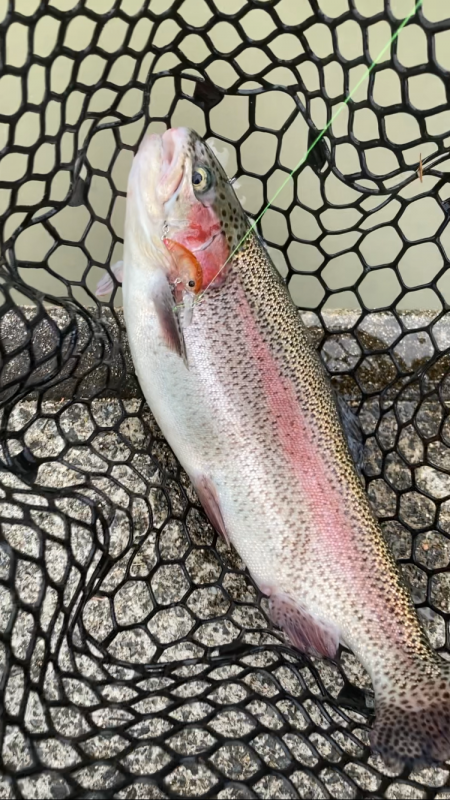 コーホーサーモン爆釣！