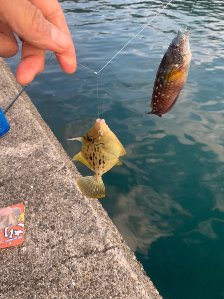 サビキで楽しみすぎた…