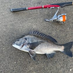 波止フカセでチヌ狙い