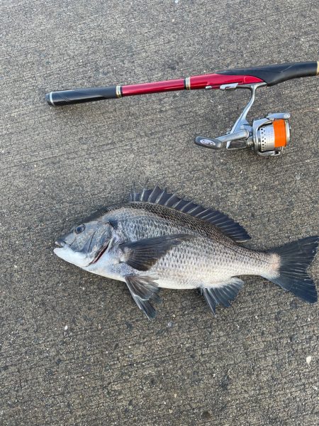 波止フカセでチヌ狙い