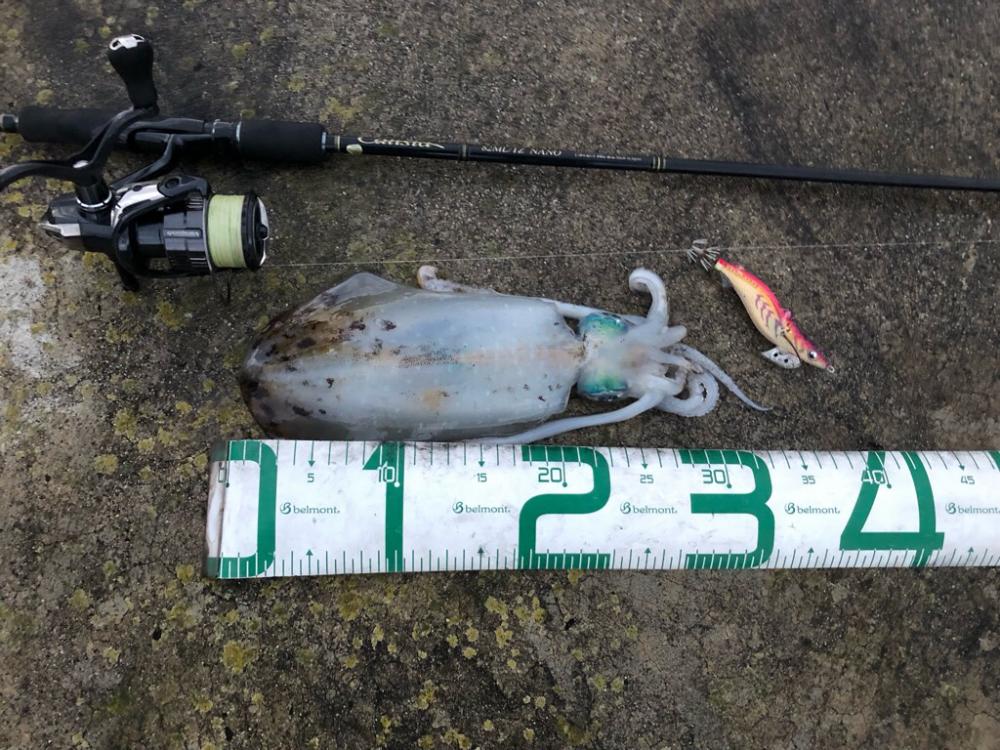 2022 佐渡ヶ島エギング 47回目【11月11日】