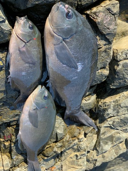晩秋のグレは気難しい