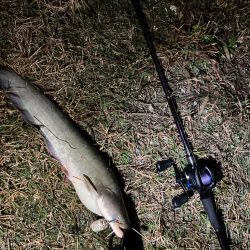 秋のナマズ祭り?