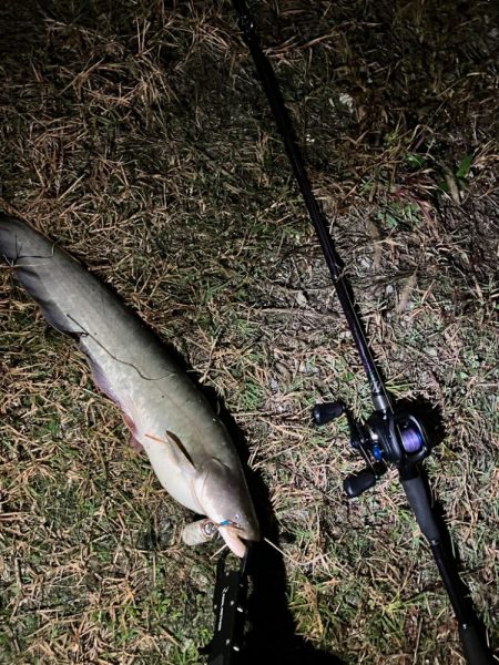 秋のナマズ祭り？