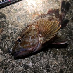 アコウ狙い　40UP釣りたい