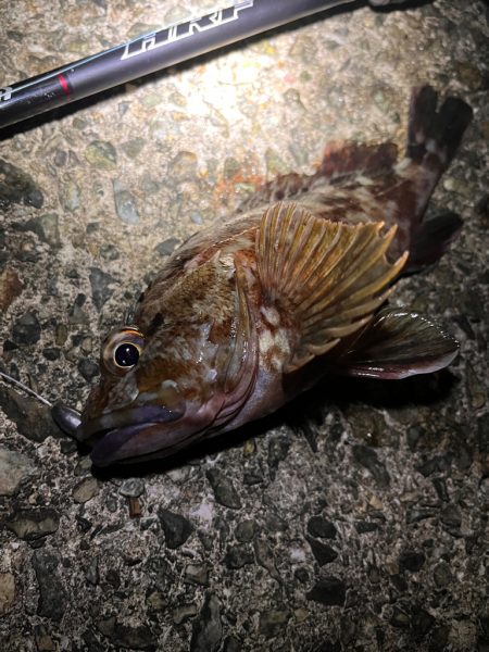 アコウ狙い　40UP釣りたい