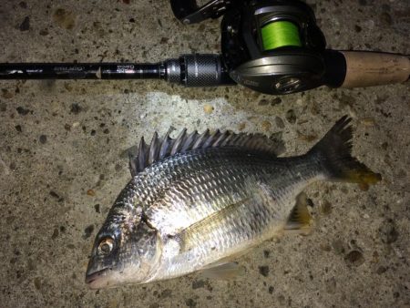 ベイトフィネスでライトロックフィッシュ